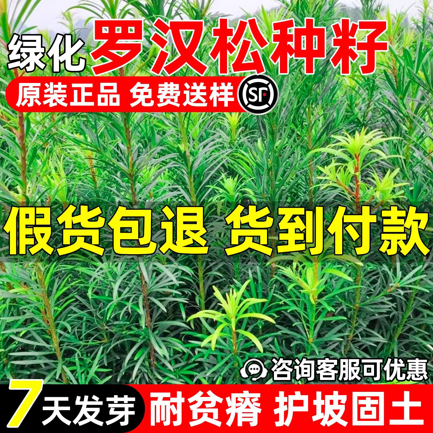 罗汉松种子四季常绿道路公园绿化