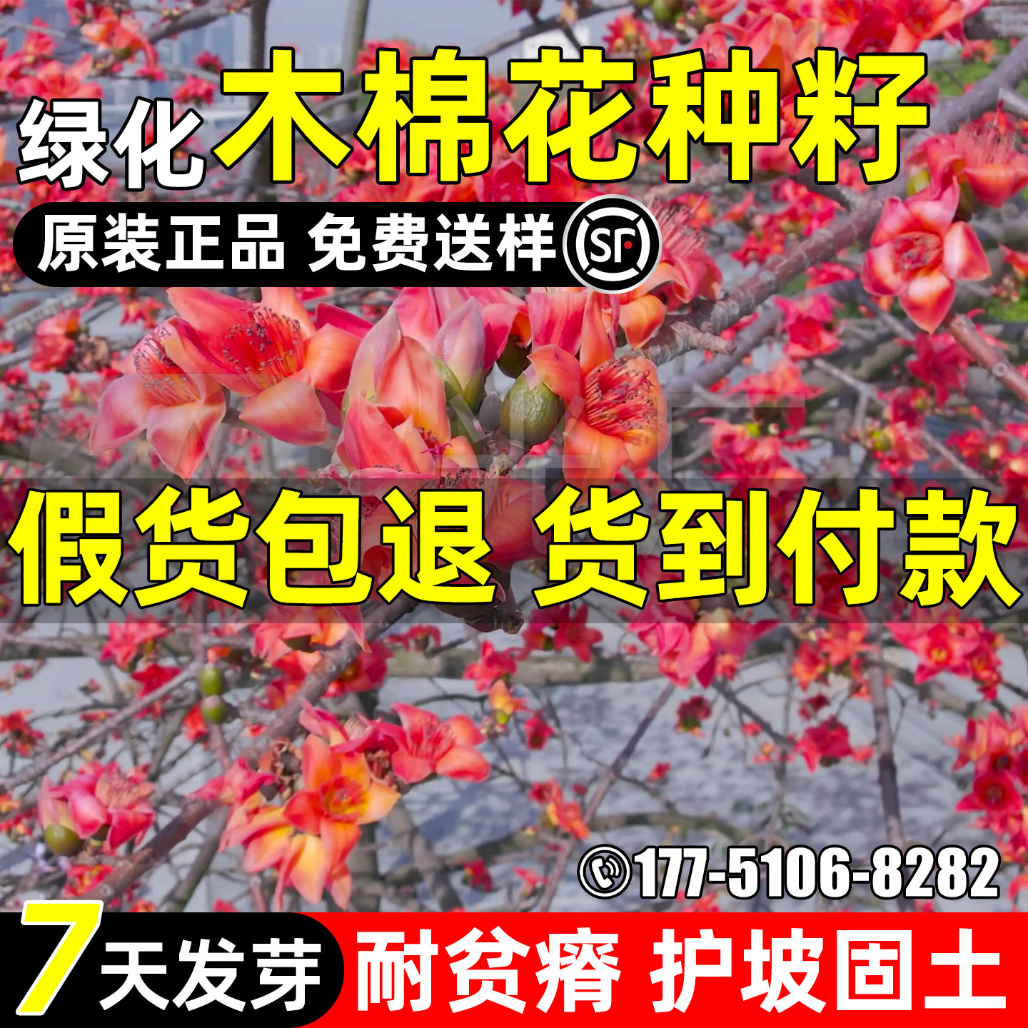 木棉花异木棉美人树观赏行道树