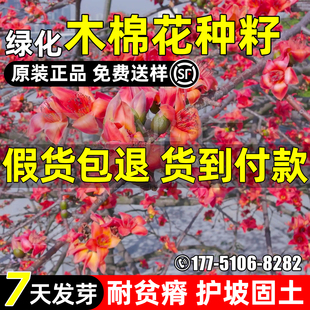 木棉花种子多年生耐贫瘠美人树异木棉种籽护坡固土绿化观赏行道树