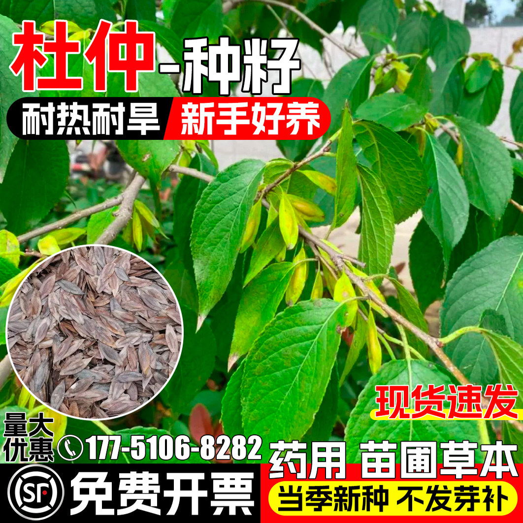杜仲种子耐热耐旱思仲树丝棉皮药材种籽药园种植中草药林木树种子