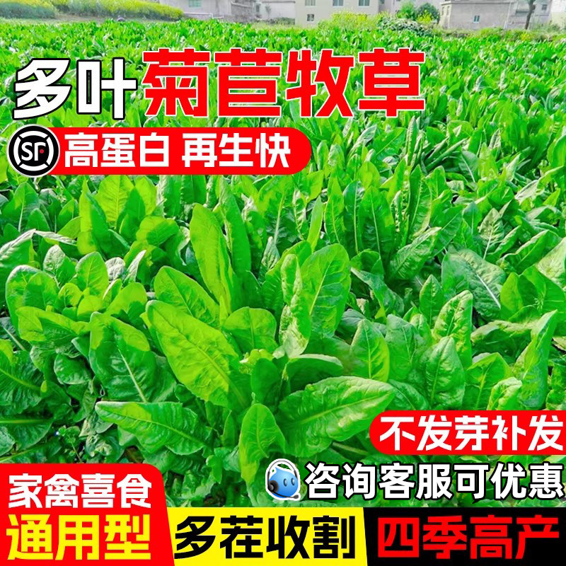 大叶将军菊苣种子牧草种籽多年生四季高蛋白畜牧养殖家禽喜食草籽