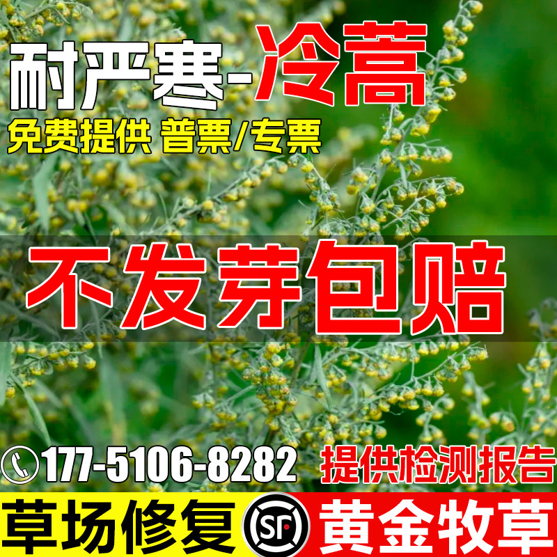 冷蒿种籽耐寒多年生牧草种子荒地绿化畜牧养殖牛羊马骆驼家禽喜食