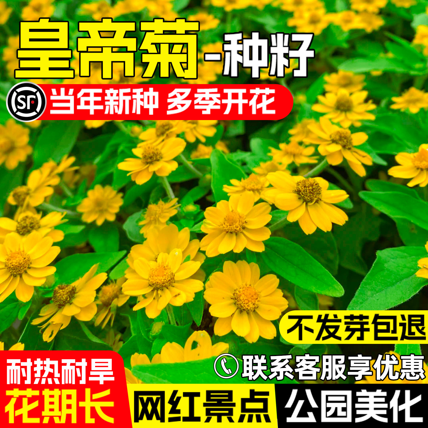 皇帝菊花籽公园景区花海美化造景