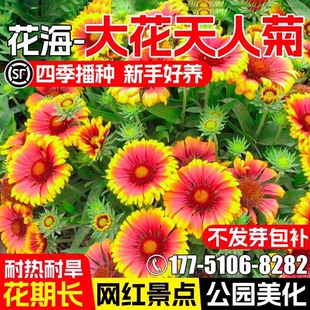 大花天人菊花种籽四季播种公园花海景区花籽多年生宿根耐寒花种子