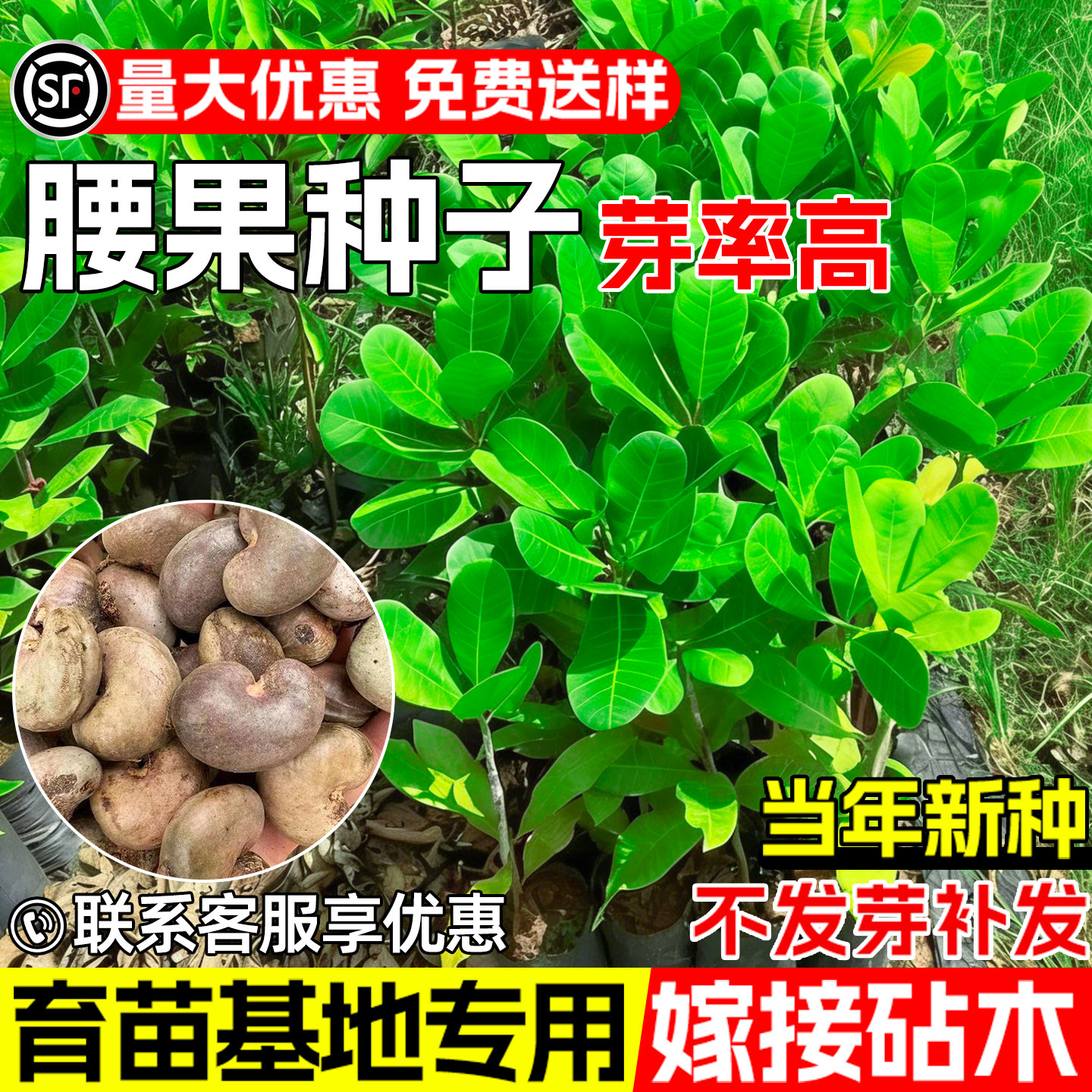 腰果种子早熟高产鸡腰果槚如树种