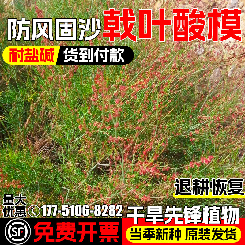 戟叶酸模多年生护坡固土防风固沙