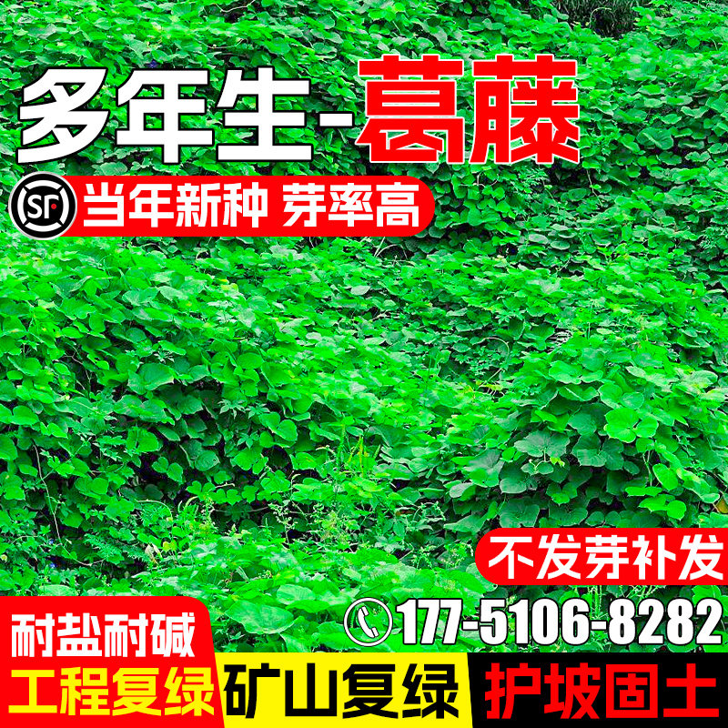 葛藤种子灌木种籽耐盐耐碱矿山复绿工程绿化护坡固土爬藤植物草籽