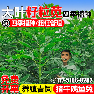 美国籽粒苋高蛋白叶大多汁多年生