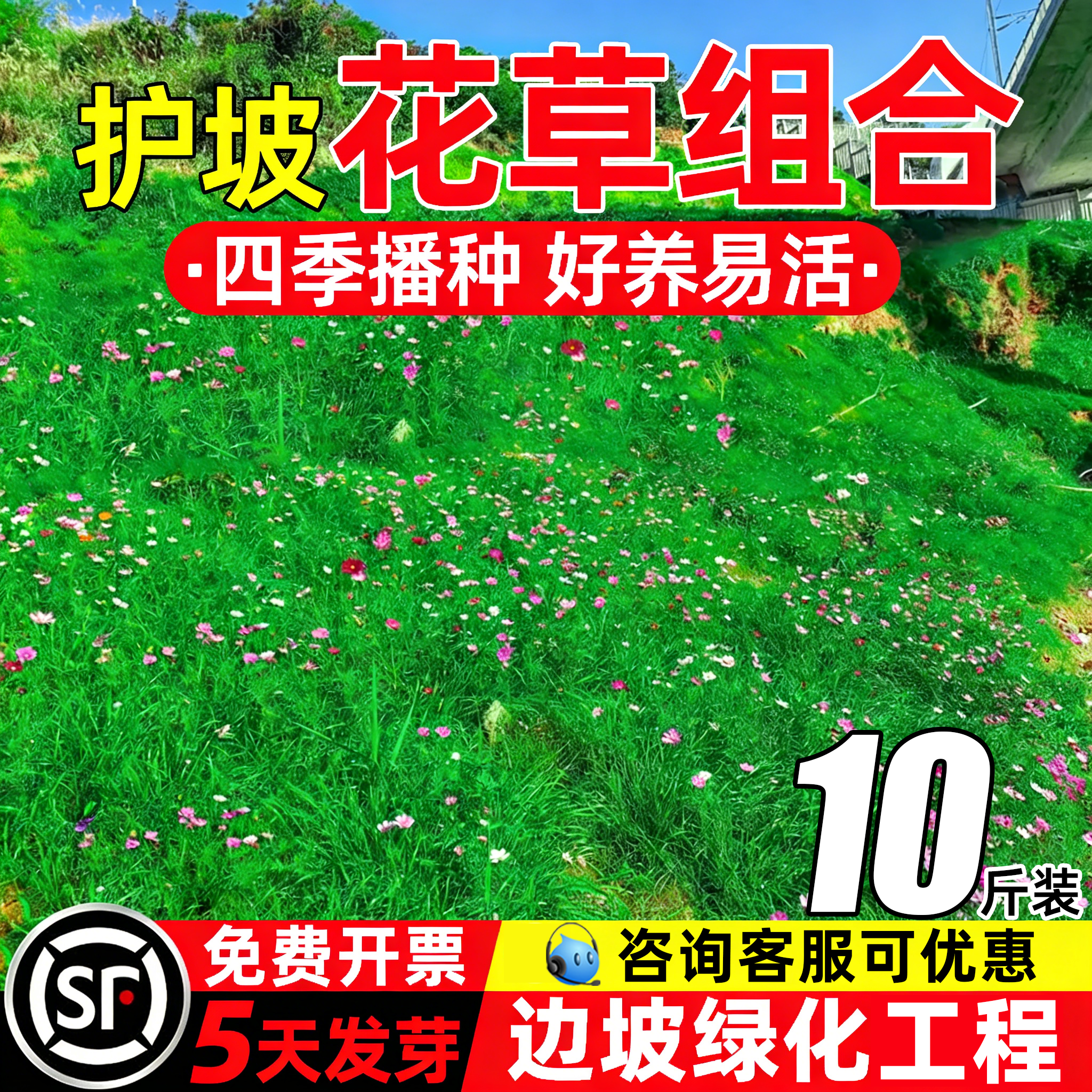 护坡草花组合种子山体复绿草籽生态修复灌木种籽护坡固土混播草种