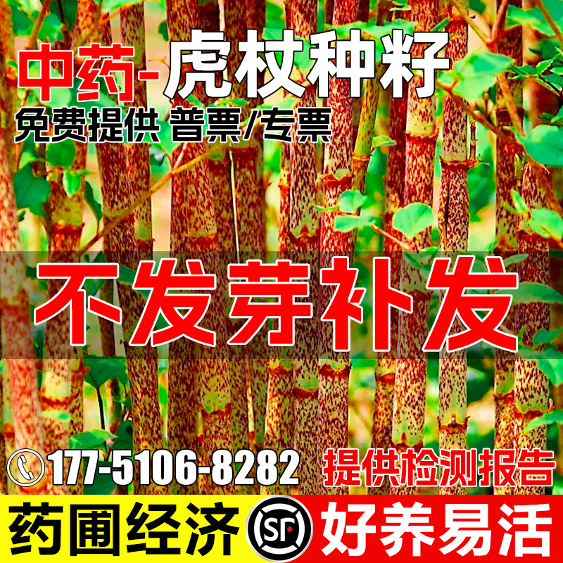 虎杖种子药食两用酸筒杆花斑杖图片