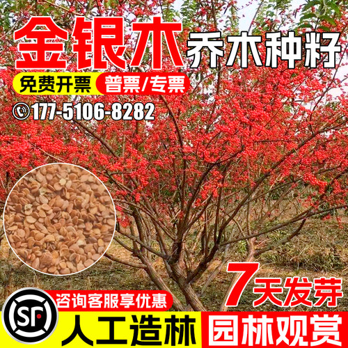 金银木乔木种籽人工造林耐寒耐阴