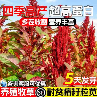 美国籽粒苋种子优质高蛋白牧草种