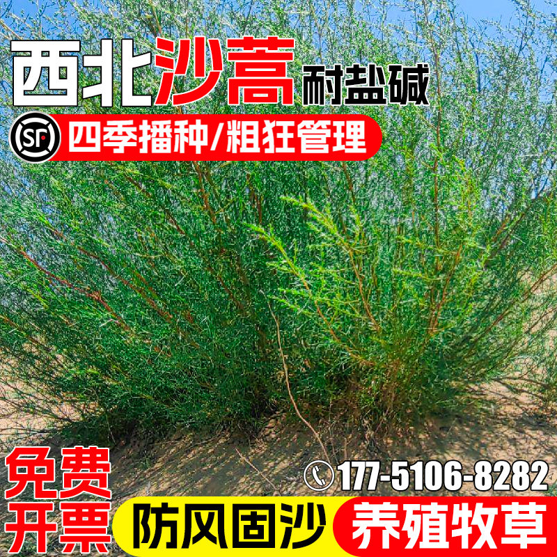 沙蒿种子多年生护坡固土草籽防风固沙畜牧养殖耐盐碱荒漠绿化种籽
