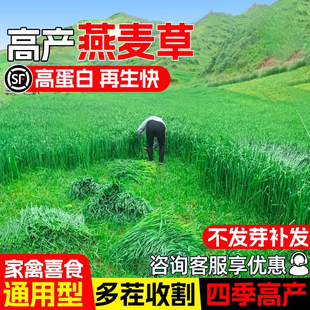 燕麦种子高蛋白高产四季耐寒养殖牧草籽多茬收割家禽喜食畜牧种籽