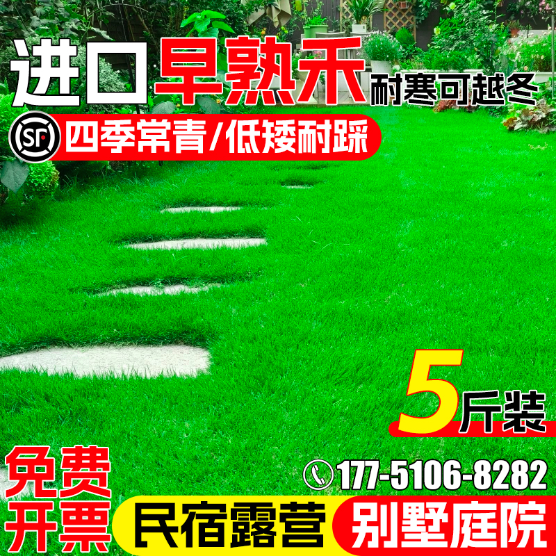 早熟禾草籽四季常青民宿露营种子