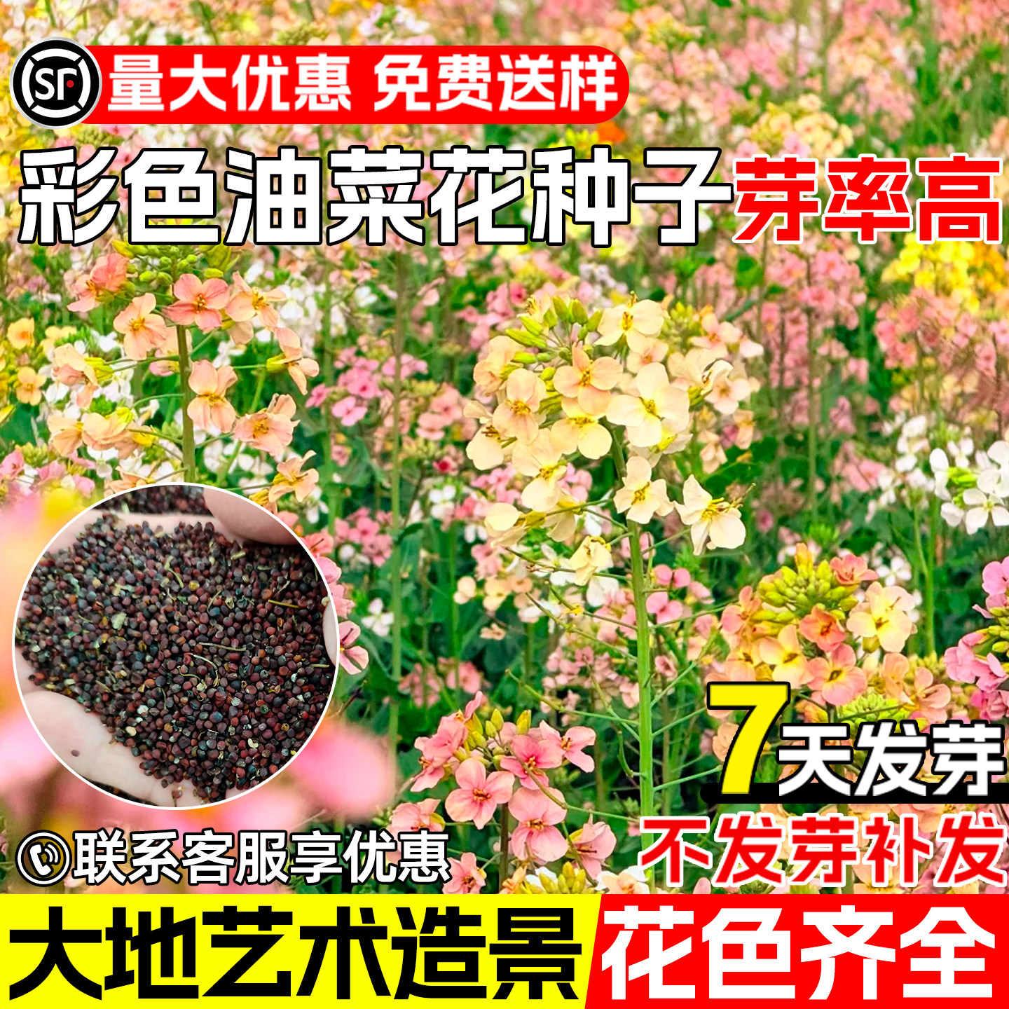 油菜花种子七彩油菜花食用榨油