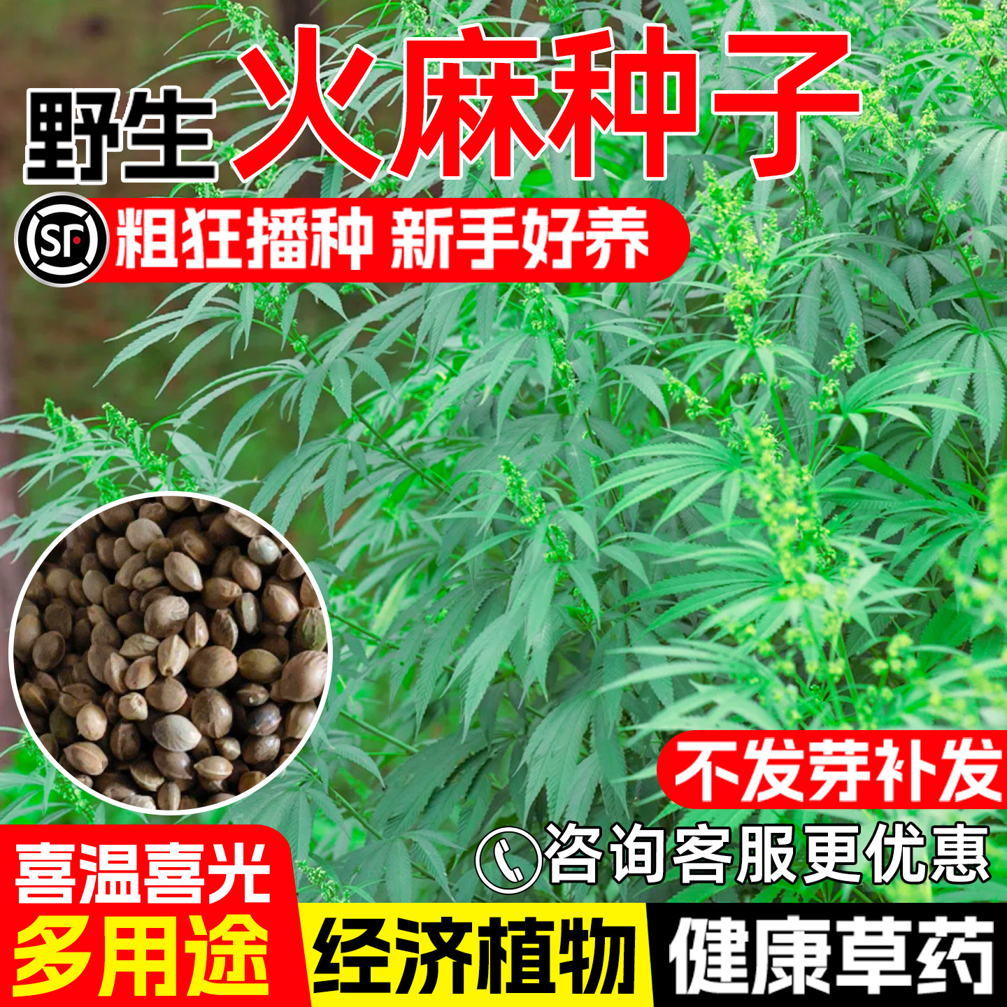火麻仁种子药铺经济种植药材种籽