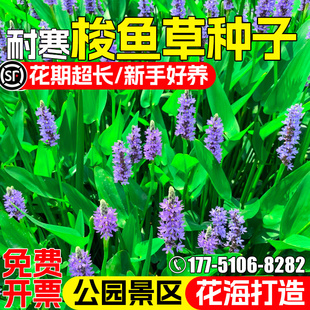 梭鱼草种子四季播种开花水生植物再力花菖蒲公园景区池塘美化花籽