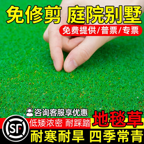 矮生地毯草草籽四季常青庭院别墅