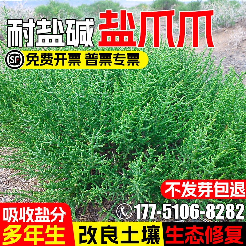 盐爪爪种子优质牧草耐旱耐寒种籽