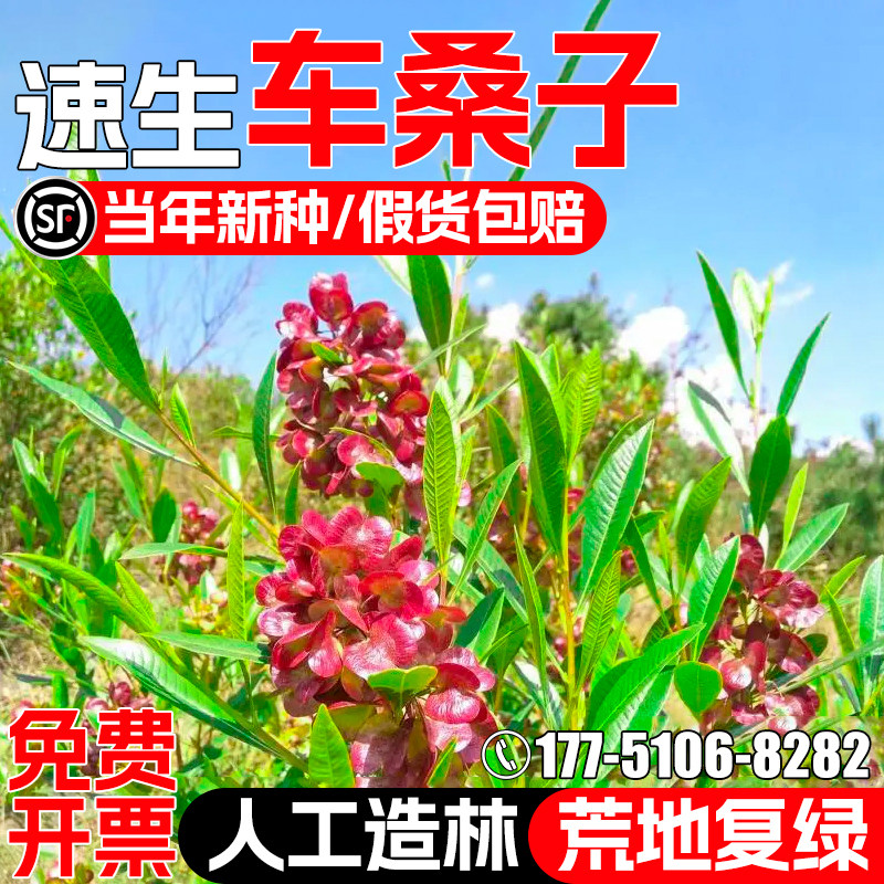 速生车桑子种籽护坡固土灌木草籽人工造林荒地复绿工程绿化草种子