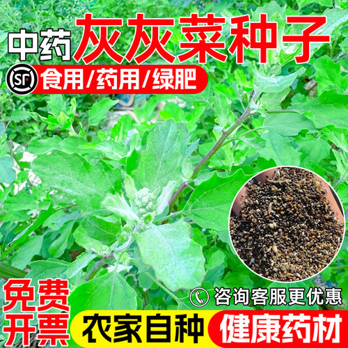 灰灰菜种子灰条菜中药材食用野菜