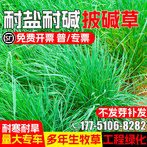 披碱草草籽护坡固土多年生草种子