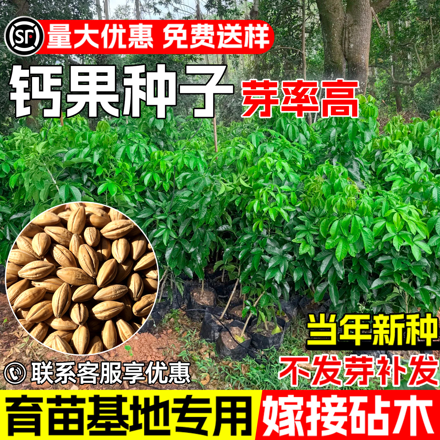 钙果种子早熟高产欧李高钙果种籽
