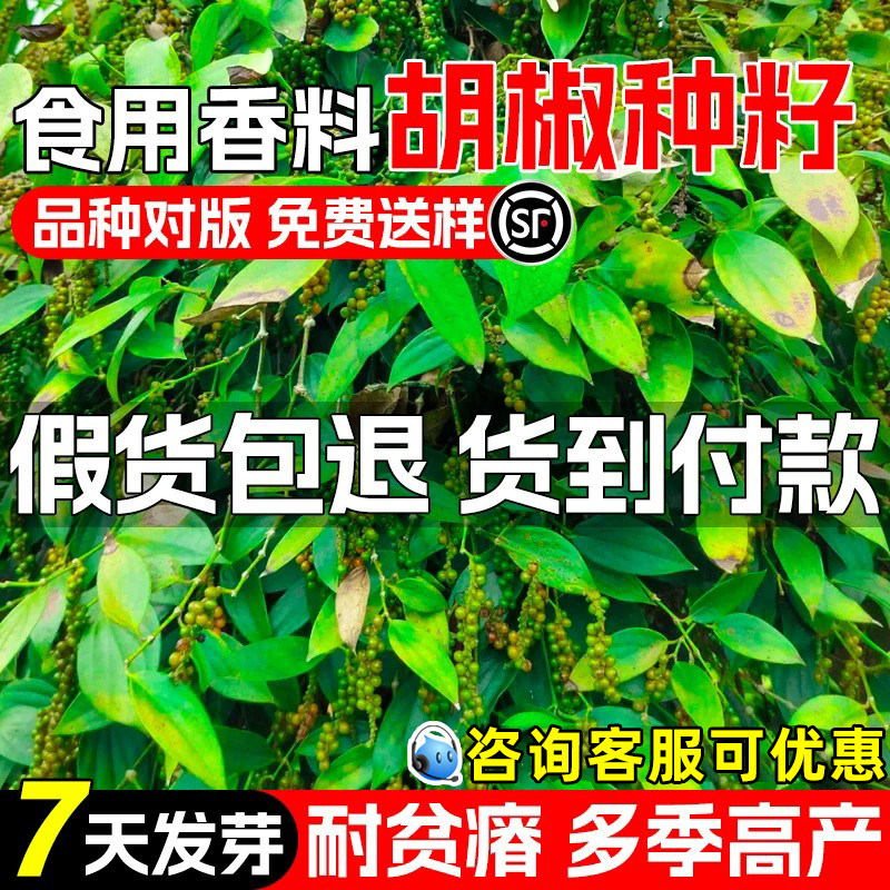 黑胡椒白胡椒种子食用香料胡椒粉