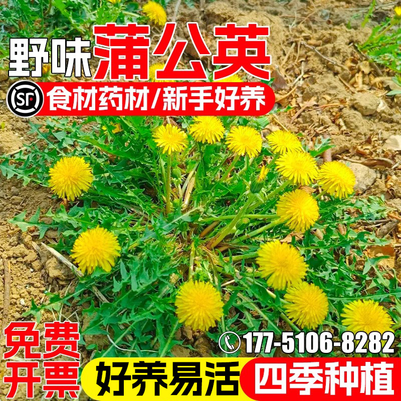 蒲公英种子婆婆丁花种子耐盐耐碱