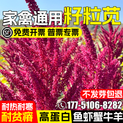 美国籽粒苋种子优质高蛋白牧草种