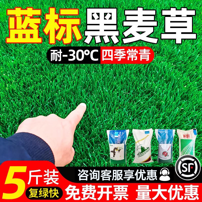黑麦草种子蓝标多年生耐寒草坪草籽四季常青护坡工程绿化庭院专用