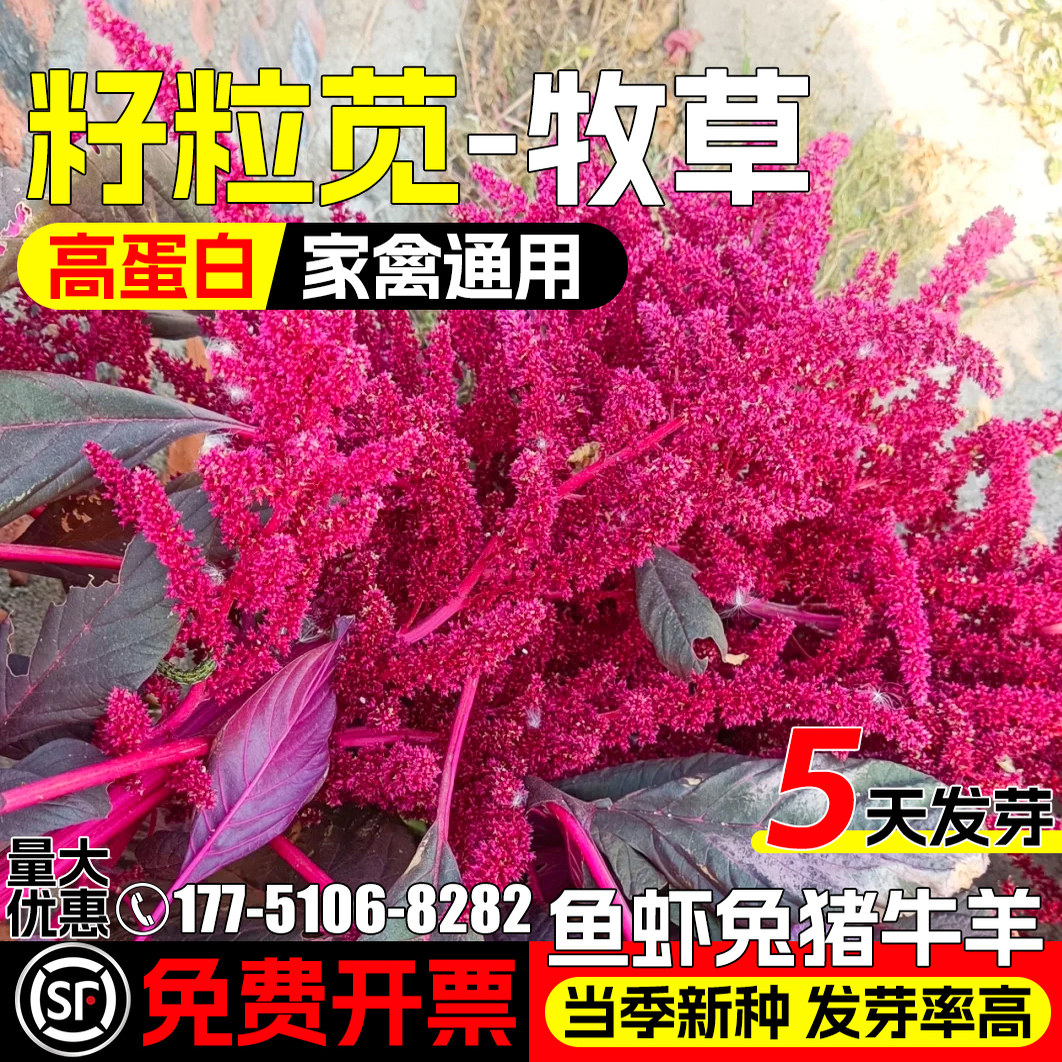 籽粒苋种子高蛋白畜牧养殖猪牛羊