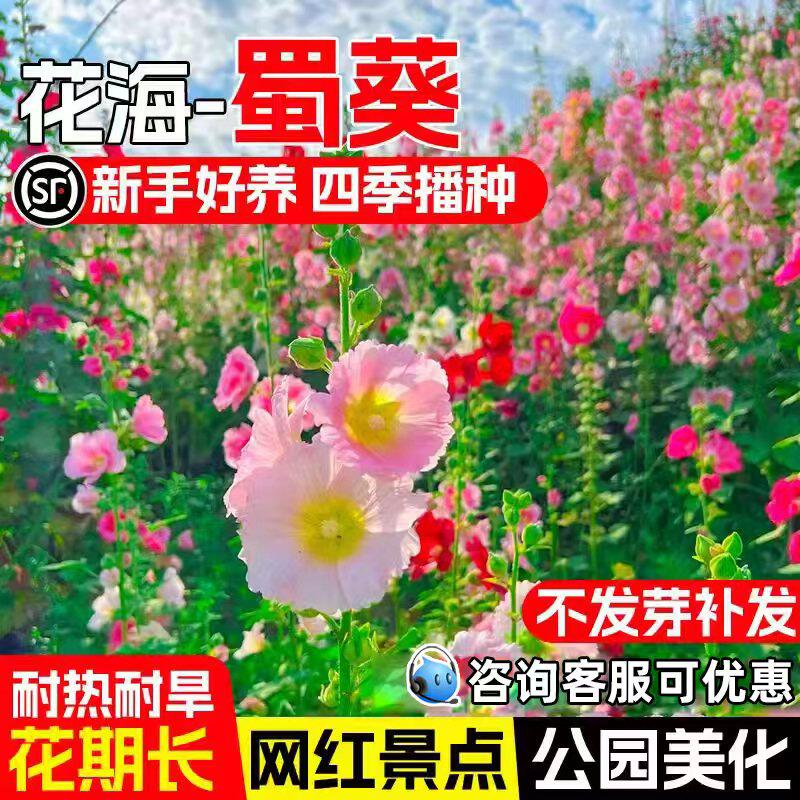 蜀葵花籽耐寒耐旱庭院别墅花种籽