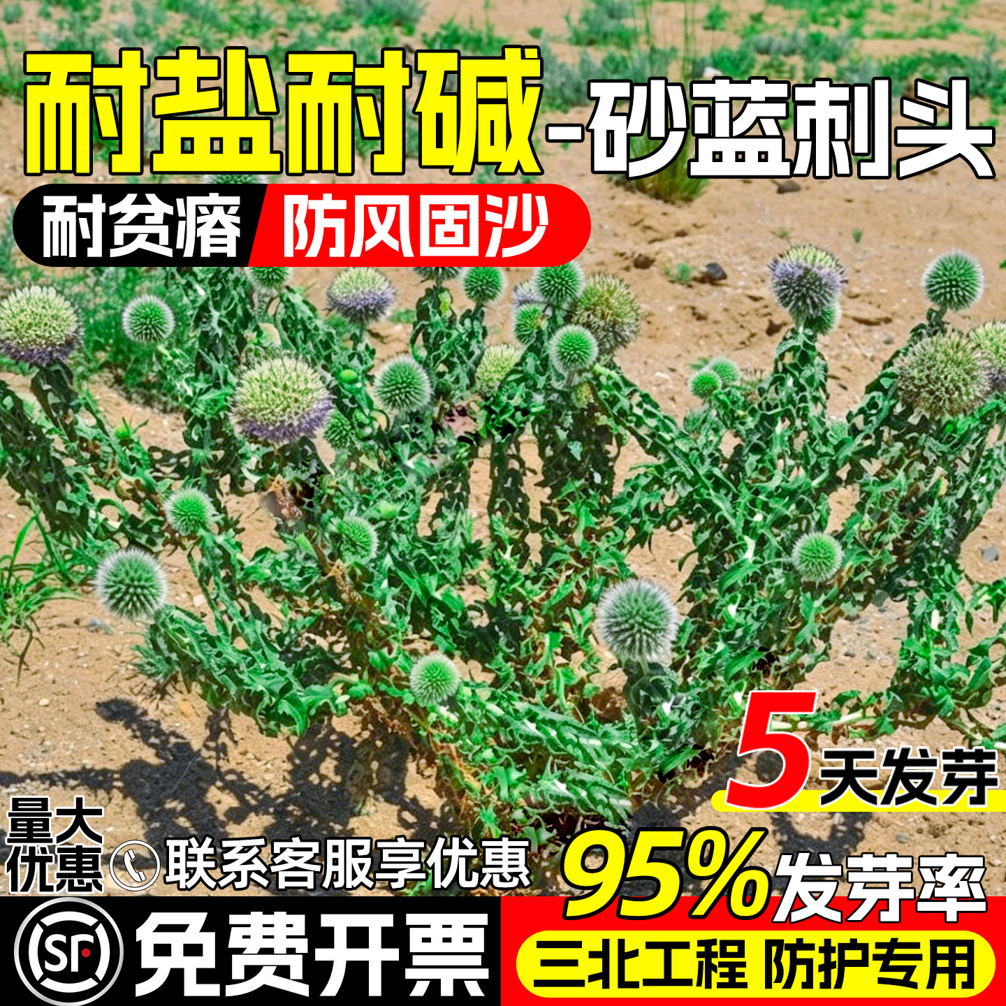 砂蓝刺头护坡固土抗风沙生态绿化