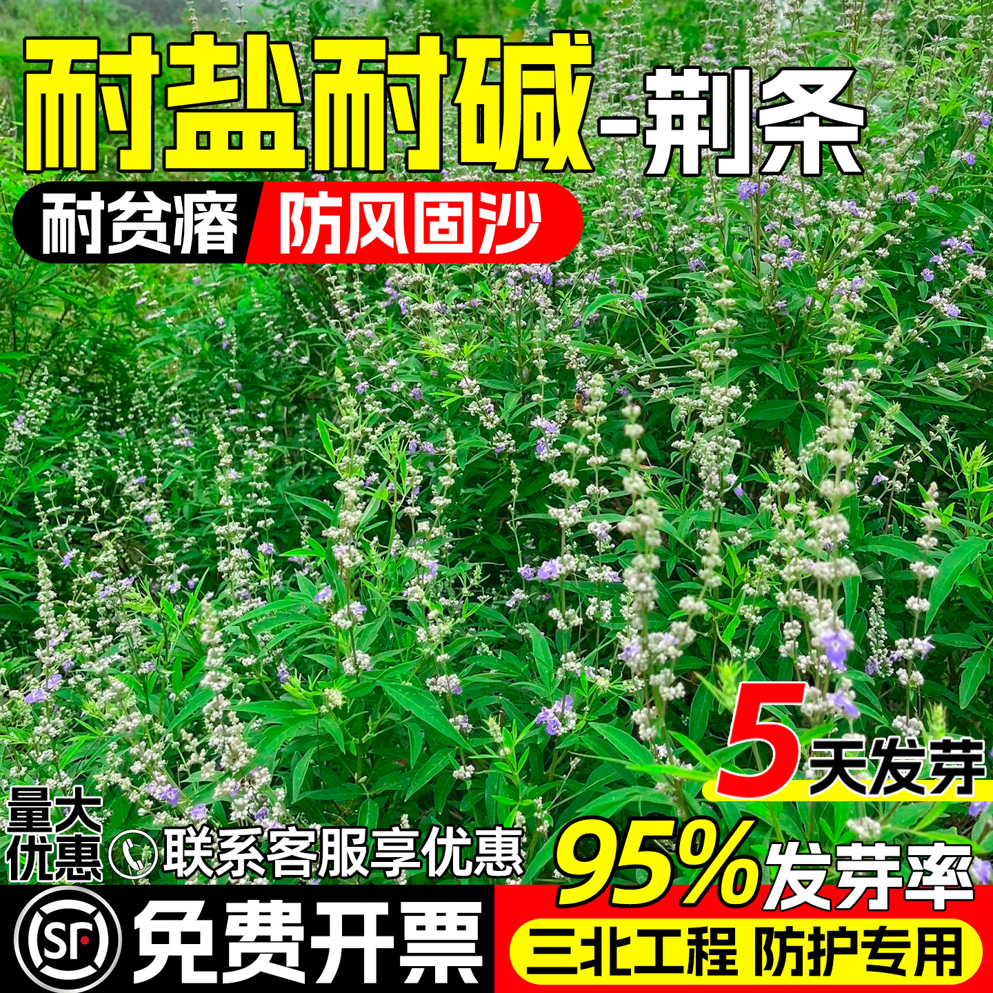 荆条种子护坡固土抗风沙灌木绿化