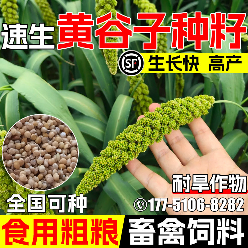 黄谷子种子畜牧养殖宠物家禽鸟食