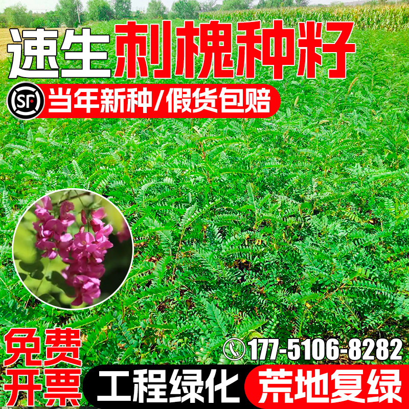 刺槐种籽护坡固土灌木草籽草种子