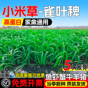 小米草种子四季高产牧草种籽水生养殖鱼虾蟹喜食耐水淹雀叶椑草籽