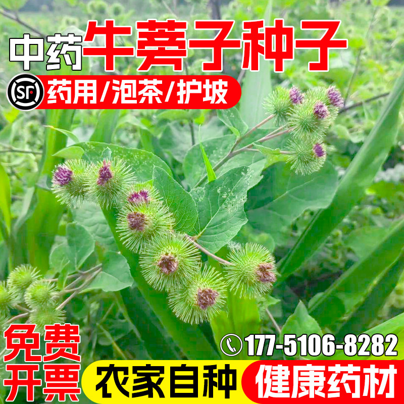 牛蒡子恶实大力子食用野生中草药