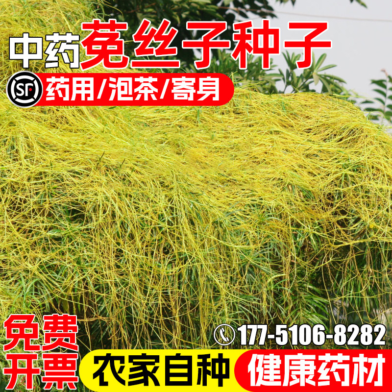 菟丝子种籽耐热耐旱药食两用寄生中草药田间绿化工程建设草本种子