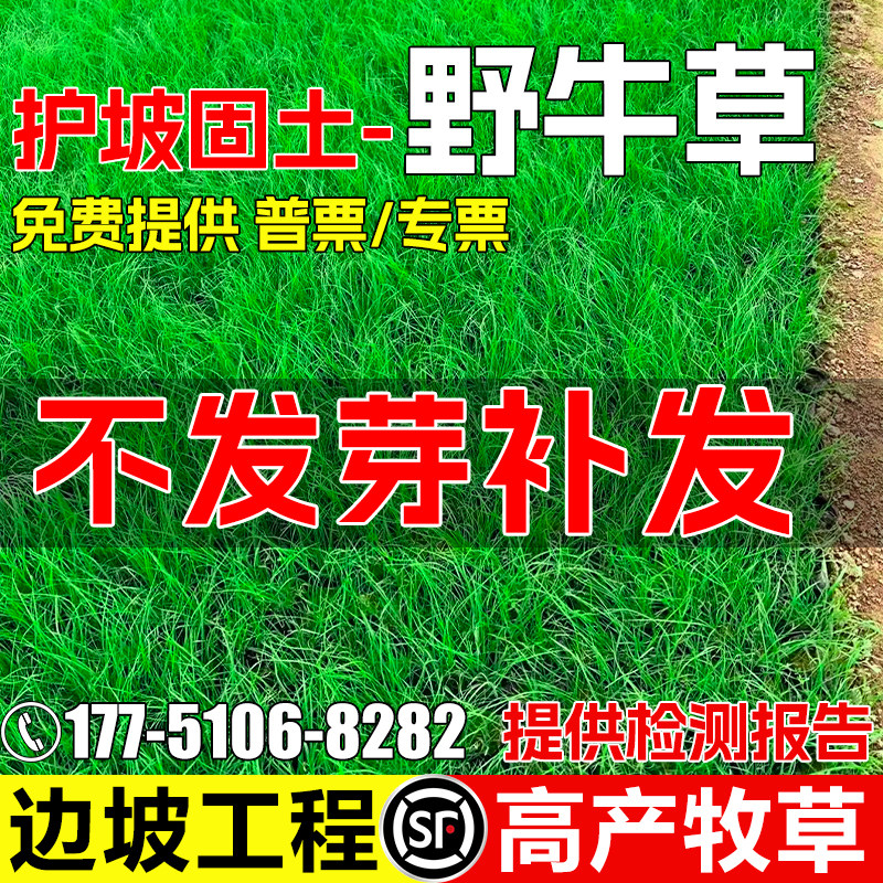 野牛草护坡固土边坡工程绿化牧草