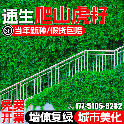 爬山虎种子护坡固土爬藤植物种籽