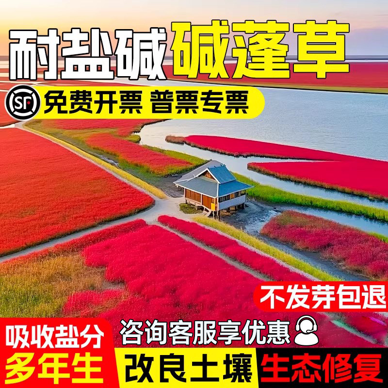 碱蓬草种子红色翅碱蓬卤蓬土壤沙荒地绿化耐盐碱治理土壤改良种籽