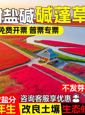 碱蓬草种子红色翅碱蓬卤蓬土壤沙荒地绿化耐盐碱治理土壤改良种籽