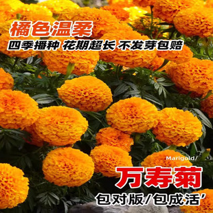 万寿菊种子四季播种易活孔雀草花种子臭芙蓉花种籽子重瓣万寿菊孑