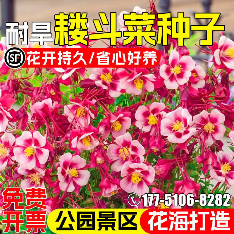 耧斗菜猫爪花种子公园景区美化
