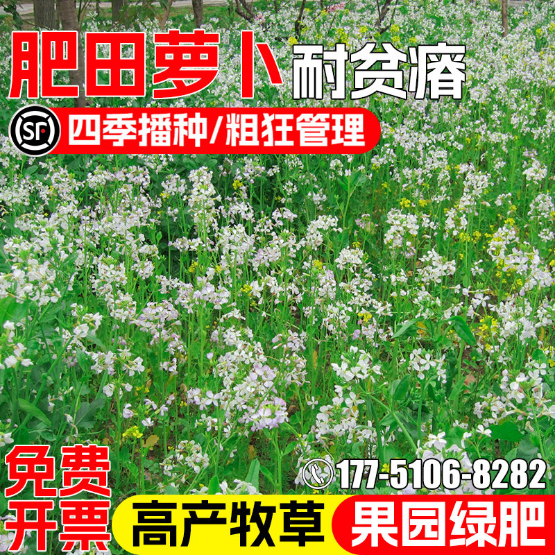 肥田萝卜耐贫瘠四季高产果园绿肥