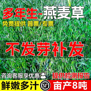 燕麦草籽饲用牧草种子耐贫瘠畜牧养殖鲜嫩多汁高蛋白多年生草种籽