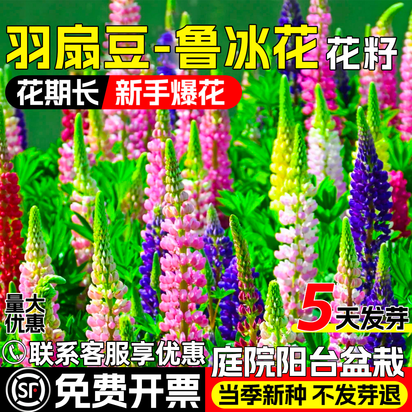 鲁冰花羽扇豆花籽庭院别墅花海